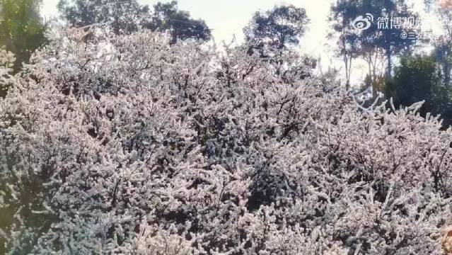 云南临沧梨树花开如雪，成毅歌声伴春雪醉梨花