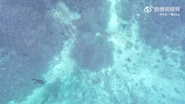 一诺浮潜vlog曝光，珊瑚鱼群交织治愈画面
