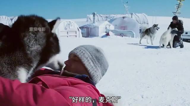 南极180天生死守候，忠犬麦克斯奇迹寻回同伴玛雅