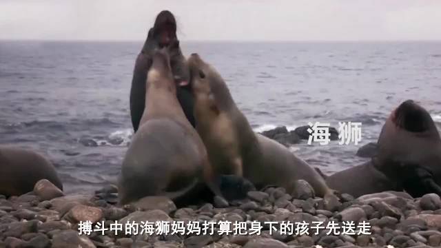 小海狮：生活就是大起大落落落落落