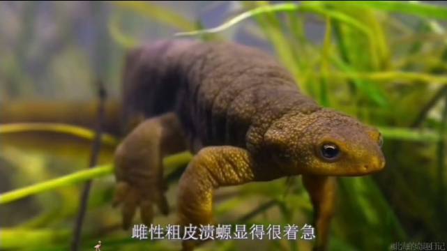 从冬眠中苏醒的粗皮渍螈