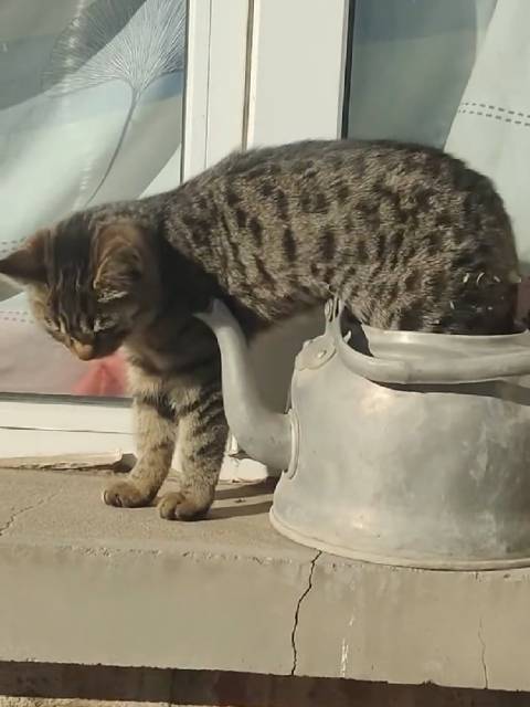 这是阿拉丁神壶里的神猫吗