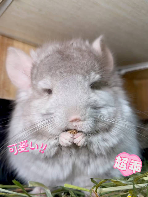 洁癖、懒人、打工人闭眼冲龙猫就对了