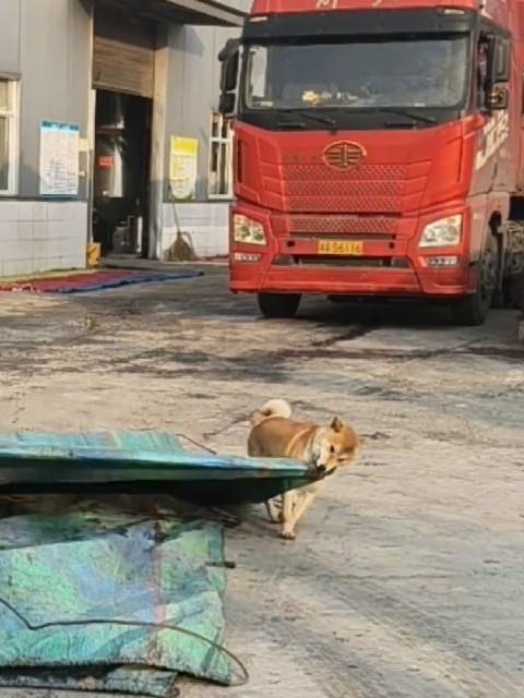 长沙货车司机带柴犬跑车，脏活累活抢着干