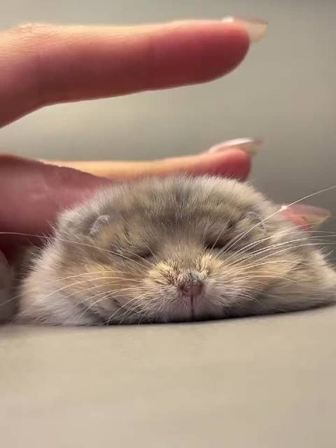 会叫的捏捏鼠2.0 cr草莓味桐桐