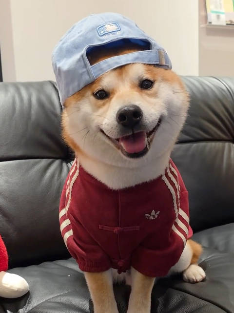 快过年了，小狗也要穿新衣服 ：冬冬咚咚咚