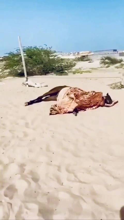 马可站立睡但侧躺才最彻底，安全感不足时不侧躺