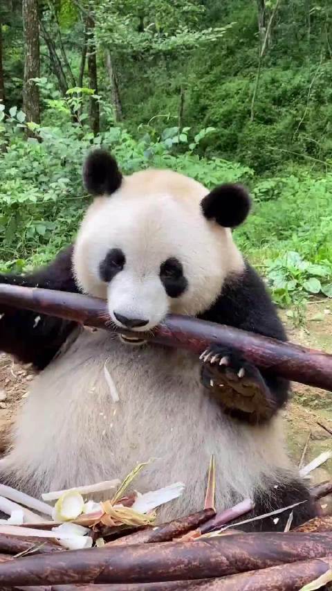 熊猫洗脚憨态可掬，悠闲午后萌化人心