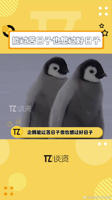 企鹅能过苦日子，但也想过好日子，希望2024大家都能过上好日子！微博VC计划