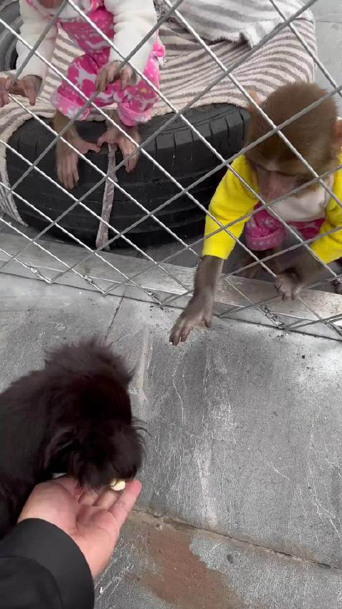 猴狗敌对关系溯源，西游记中孙大圣频遭哮天犬追咬