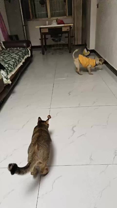 回家过年的仔仔 ​哈哈哈，果然是隔代亲