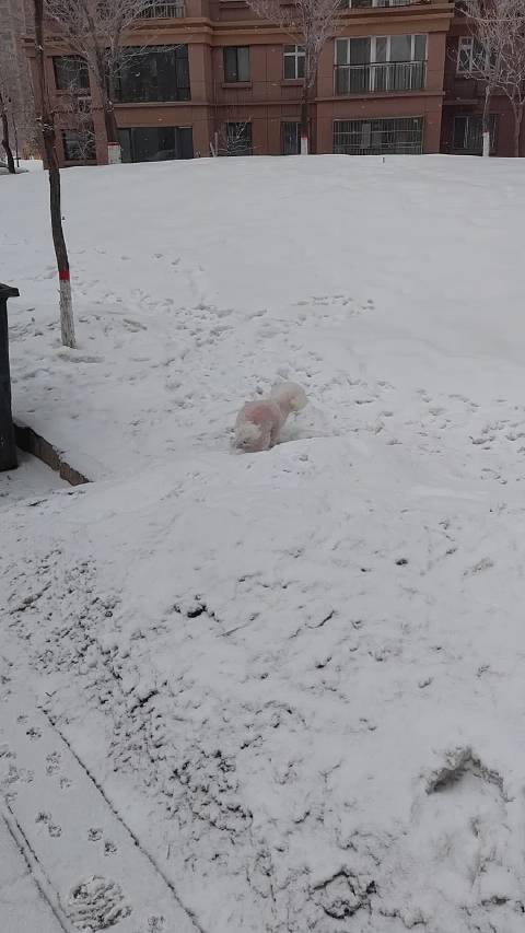 嘟嘟又是随地大小拉的一天