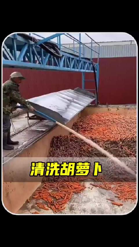 一卡车的胡萝卜倾泻而下，即将面临的是用高压枪不断冲刷！
