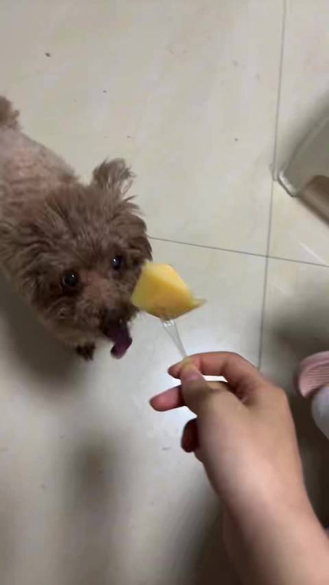 蒋依依与粉丝互动抢哈密瓜