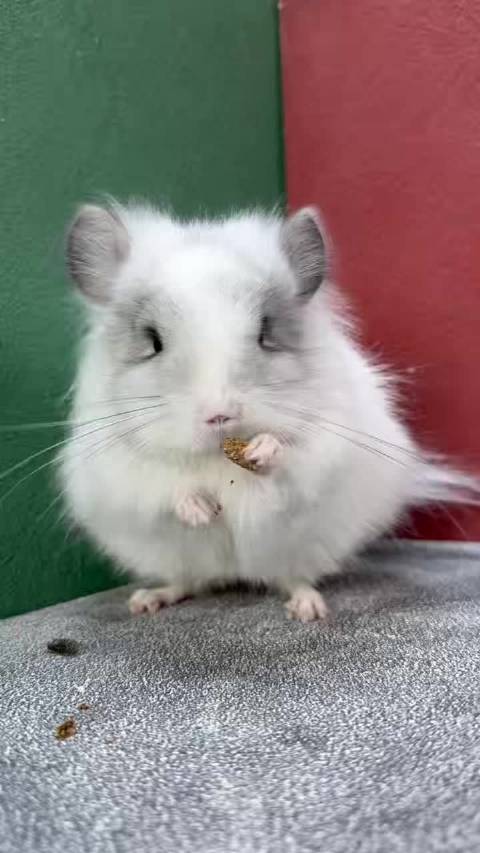 带紫银斑长毛龙猫dd