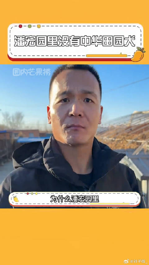 中华田园犬真真真老祖宗严选！潘宏爱玩狗 微博VC计划