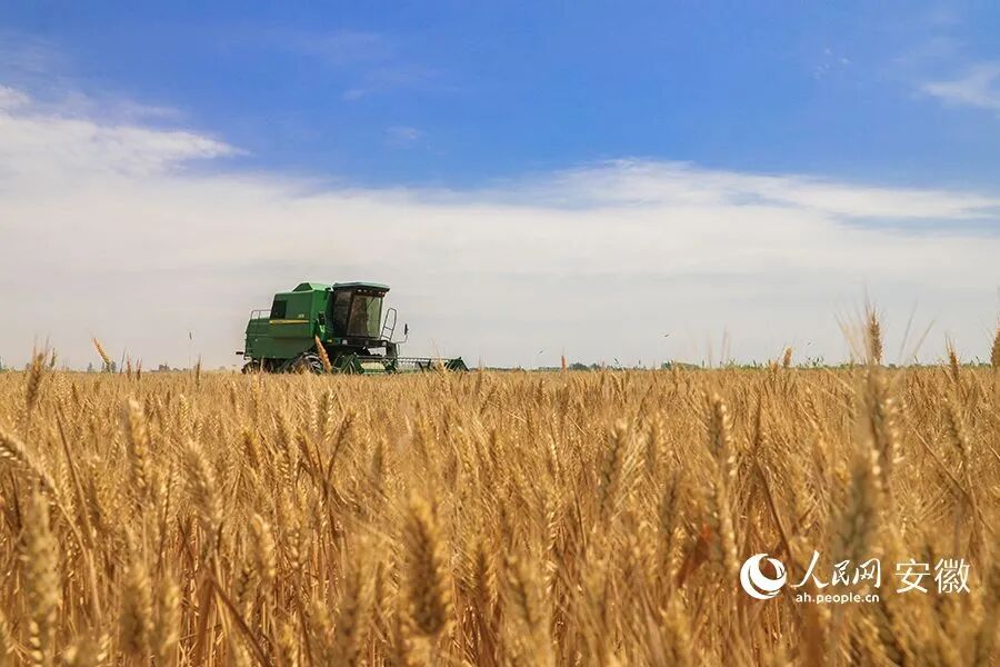 两会观察｜江淮粮仓何以“二十二连丰”