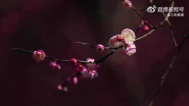 重庆巫溪红梅凌寒绽放，成毅歌声伴梅香