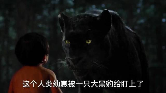 人类幼崽被黑豹养大，然后又托付给狼群，这是个小泰山吗？