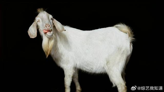 小羊小不点去世：与何炅同一天生日，黄磊为它取名