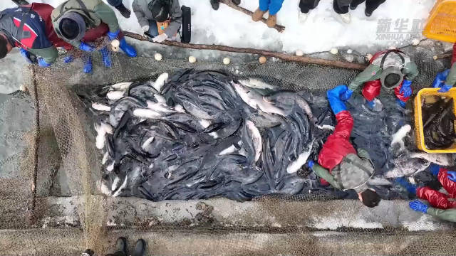 鱼跃冰河捞出年味儿