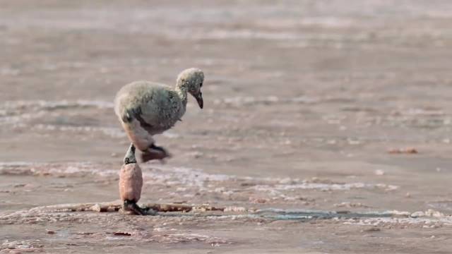 动物也在努力的活着，我们还有什么理由不坚强