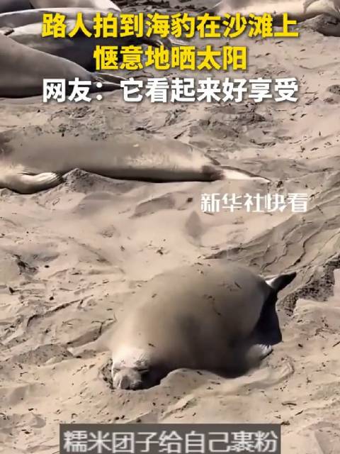 在海滩上晒太阳的海豹，也太惬意了