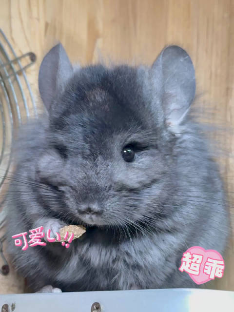 不是养龙猫居然这么简单！