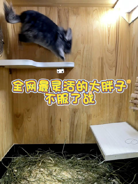 比胖我就没输过，全网最胖的龙猫