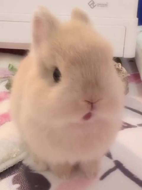 看了原视频，简直太残忍了………再怎么样也不能把气撒在兔子身上啊