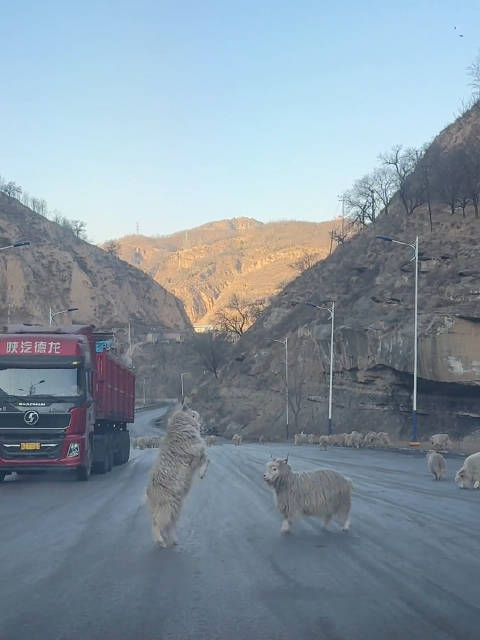 “山羊打架角对角，马路货车看热闹”，蒜鸟蒜鸟都不容易！