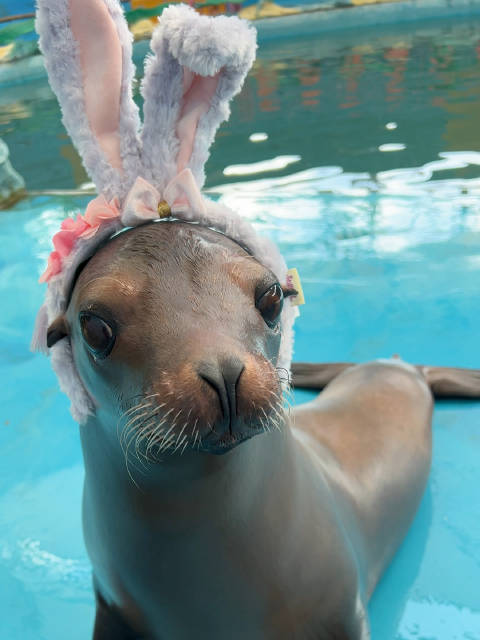 听说你们喜欢兔兔，我这样能C位出道吗？