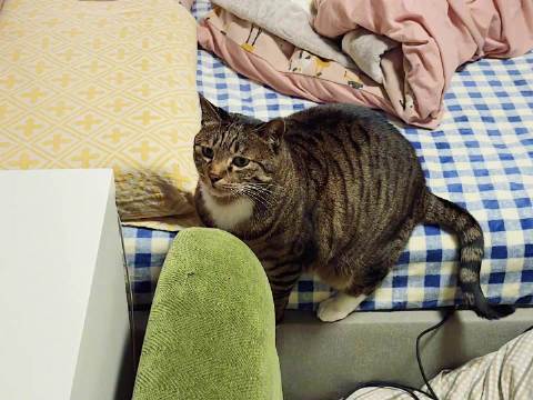 给少爷喂饭，野猪在旁想使坏，但凡我人站远一点，皮卡就得上来搂哥哥了