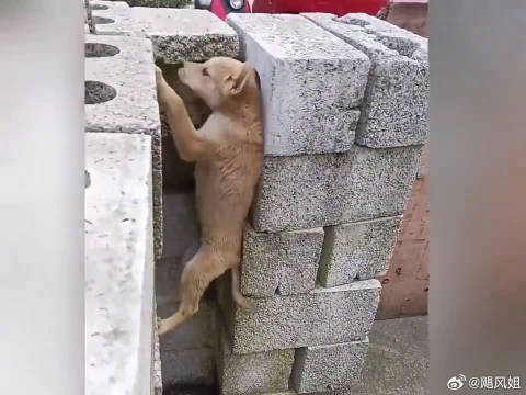 狗子自己越狱，主人让它再表演一遍，狗：行，看我的！