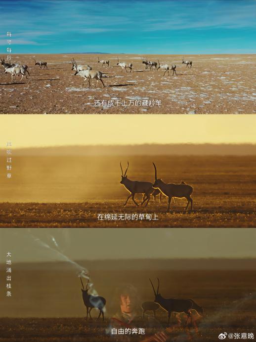 《生命树》第22集封神！胡歌杨紫暴风雪救羊，观众直呼：已成艺术