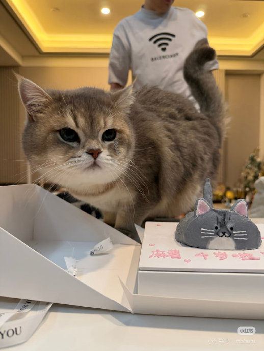 麻薯宝宝四岁生日，粉丝齐聚送祝福