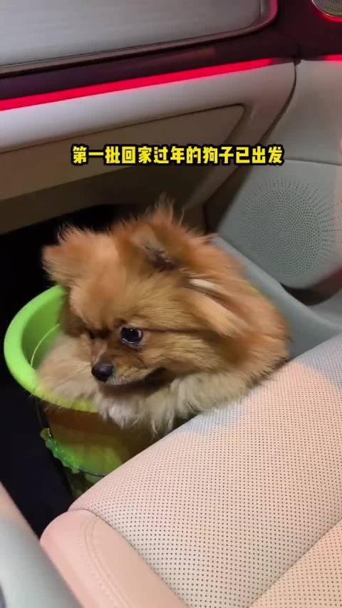 第一批回家的狗子已经坐上岚图了