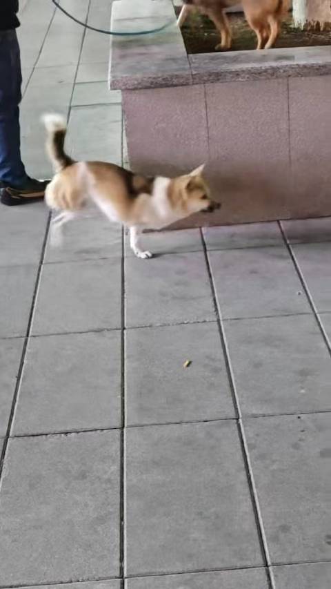 合肥滨湖新区两腿小狗欢快遛弯感动路人