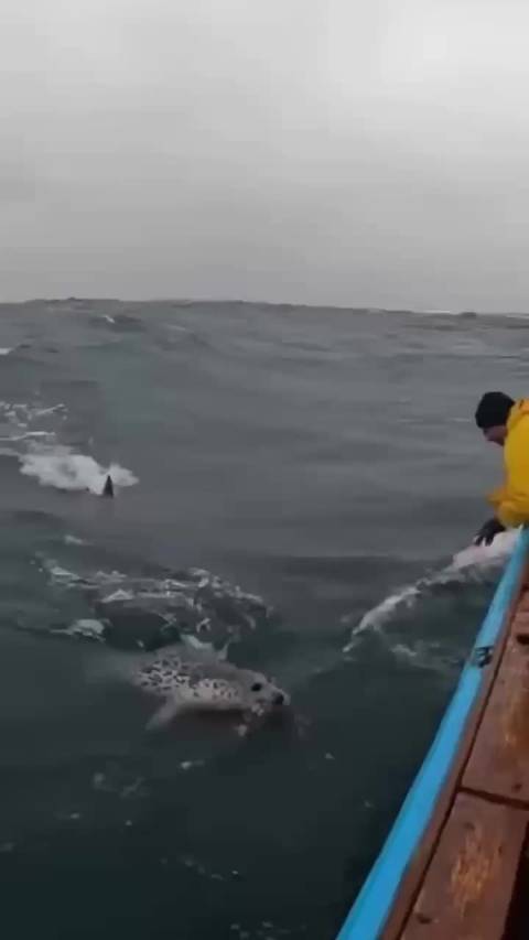 勇敢的海豹跳上船，躲过了鲨鱼袭击