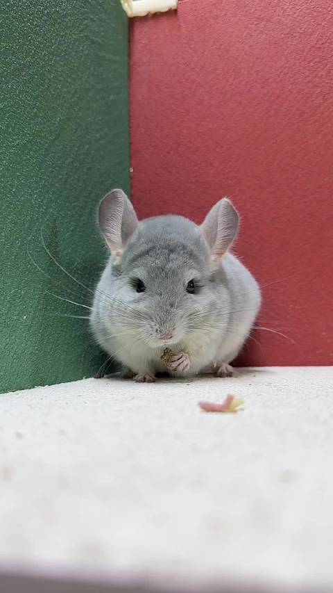 蓝钻斜长龙猫dd