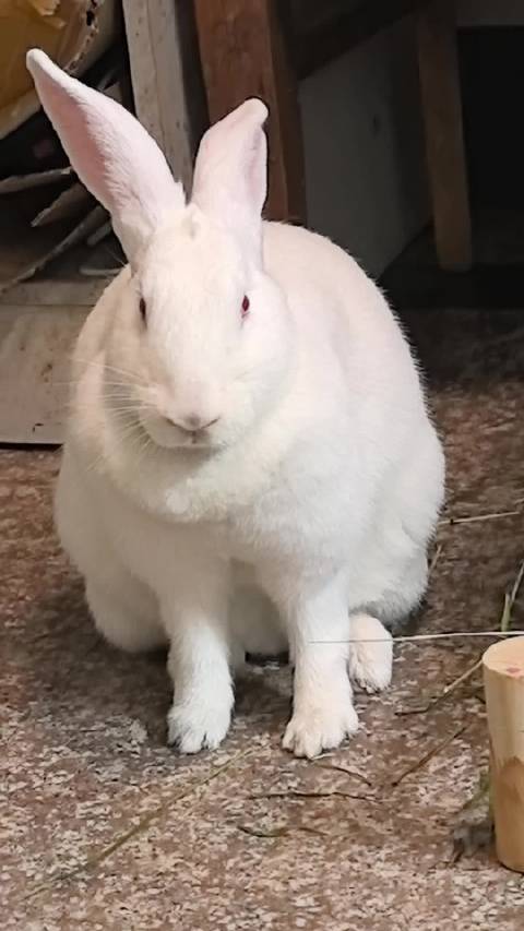 察觉到有人靠近就是机敏