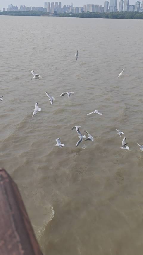 在海水里生活的是不是就是盐水鸭了呀？