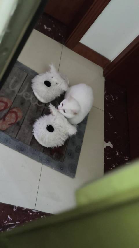 我就知道洗完澡打开门屁屁一定在