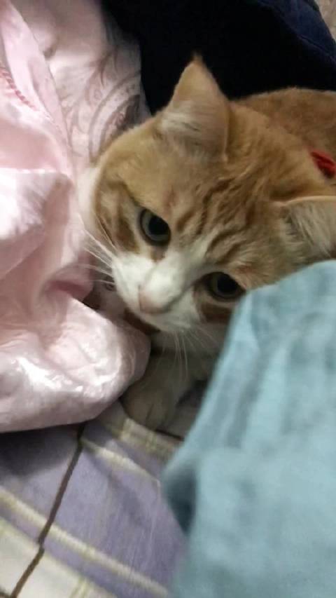 皮卡小猫独特生活习惯大揭秘