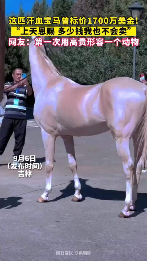 汗血宝马主人拒1700万美元报价称绝不售卖