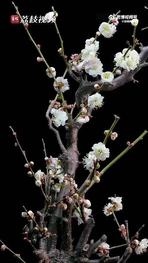 龙游梅凌寒绽放迎春意，王一博歌声伴赏