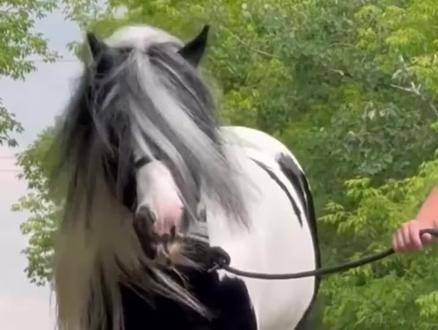 展示十余种骏马风采，测测你认出几匹？夏尔马 汗血宝马