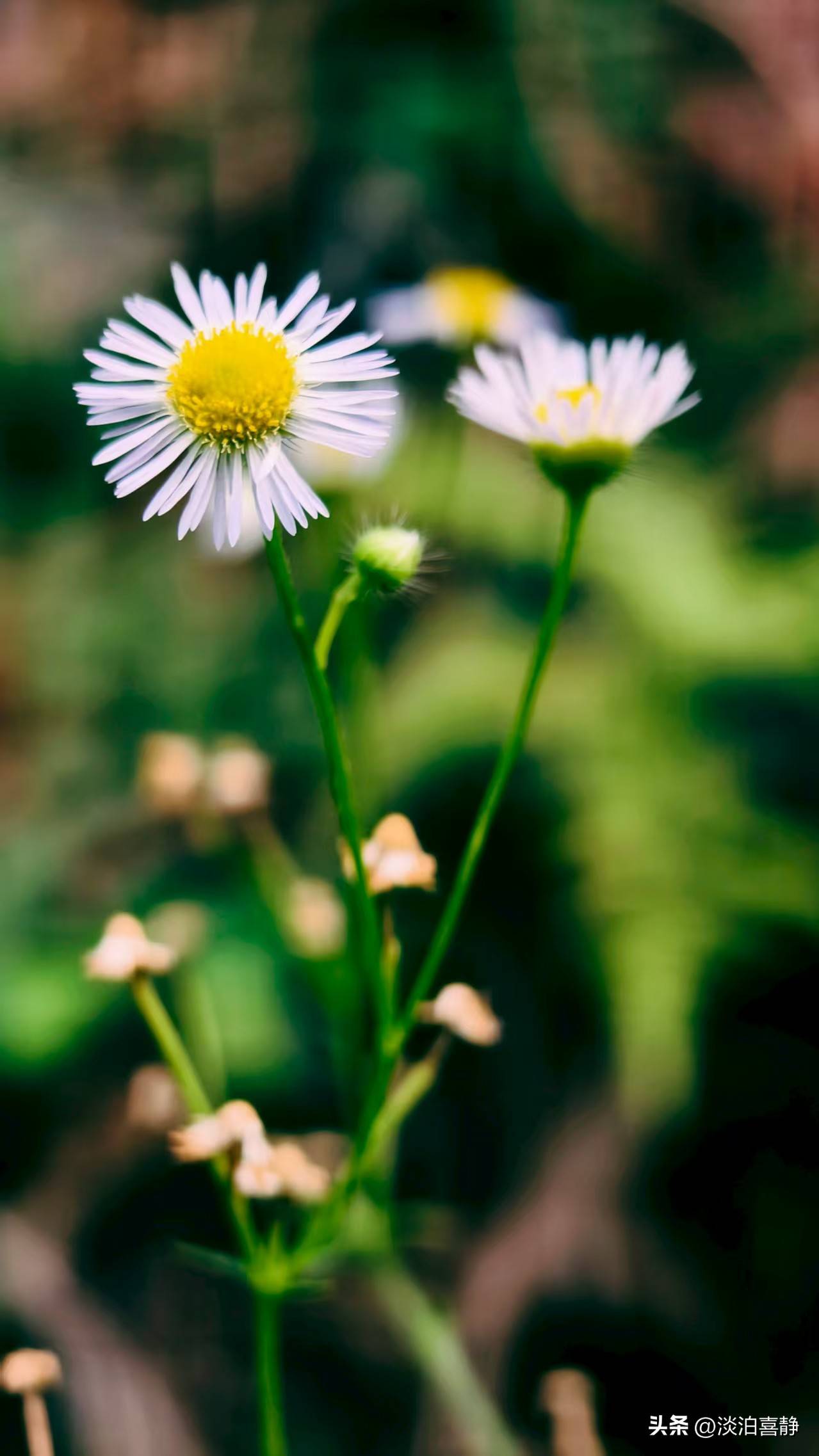 原创成毅片场肋骨挫伤仍坚持,替身演员发文力破“滥用替身”谣言!