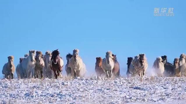 锡林浩特骏马踏雪迎新春，刘宇宁献唱草原盛景