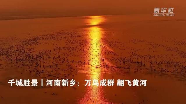 河南黄河湿地万鸟栖息，周深歌声伴飞鸟翩飞
